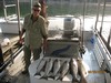 (08/26/2015) - Nice Striped Bass